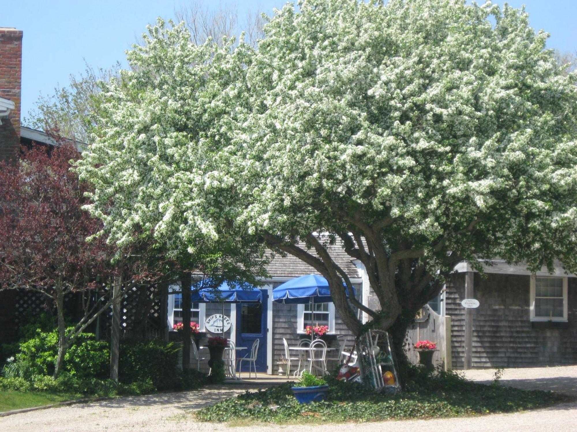 Ship'S Knees Inn East Orleans Exterior photo
